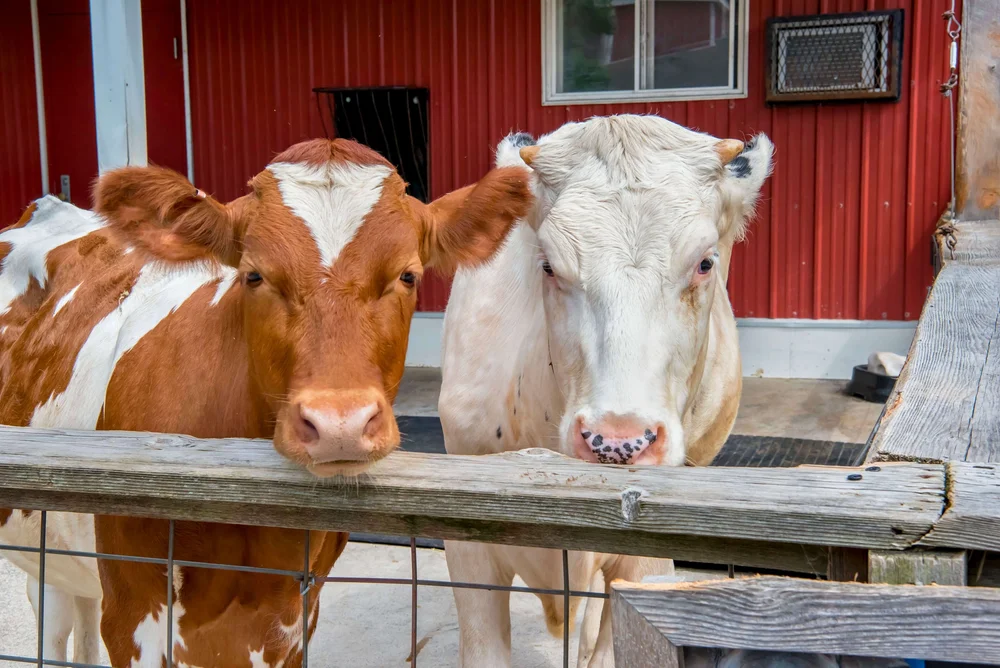 Ayrshire Cow Kelly and Holstein Lacey